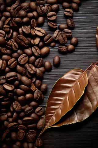 咖啡豆与树叶背景，仿旧风格，常见材料，国家地理摄影，弯曲木材，威维尔，有机物质