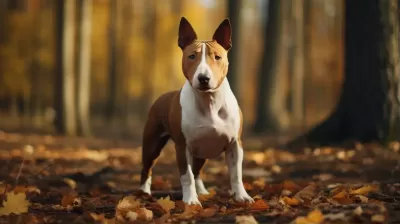 迷你斗牛犬自然风景背景，16:9全身体比例