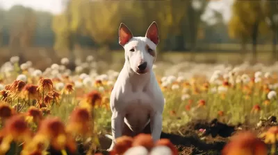 迷你斗牛犬自然风景背景，16:9全身体比例